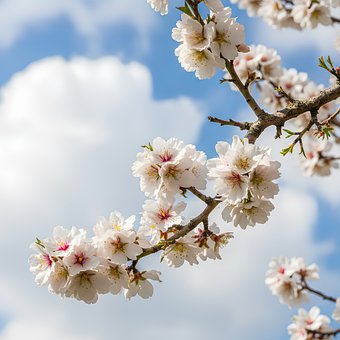 Free Flower Branch White Flowers photo and picture