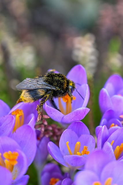 Blomst, Bi, Humlebi, Bestøvning, Natur