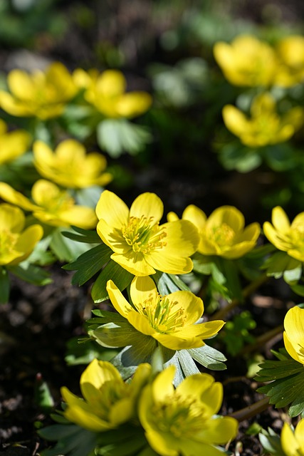 Blomst, Natur, Gul, Flora, Plante, Forår