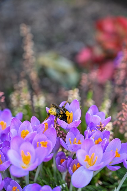 Blomster, Forår, Bi, Lilla, Natur, Flora