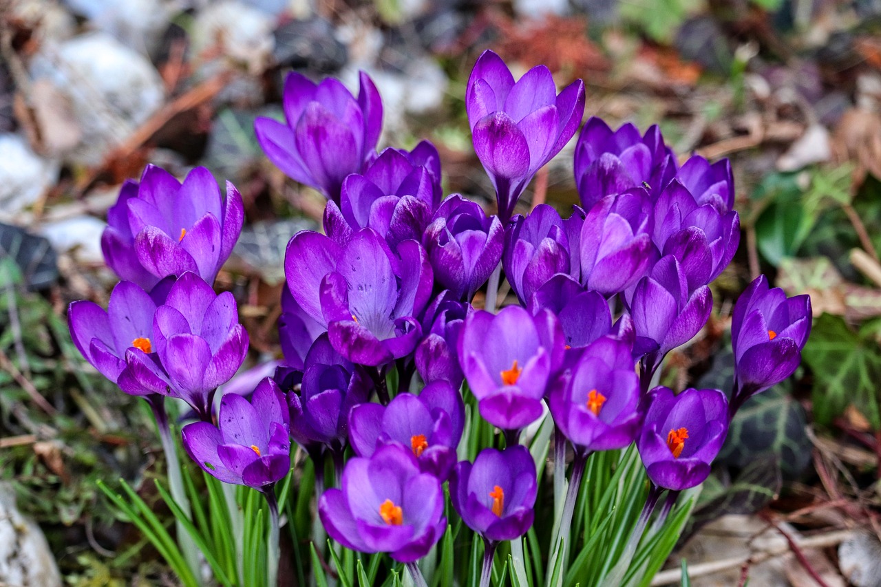 manfredrichter-crocus-10150394_1280.jpg
