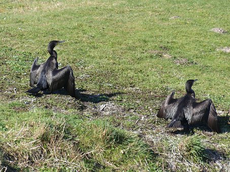 Free Animals Birds photo and picture