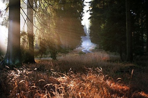 Tschechien, Tschechisch, Herbst, Morgen