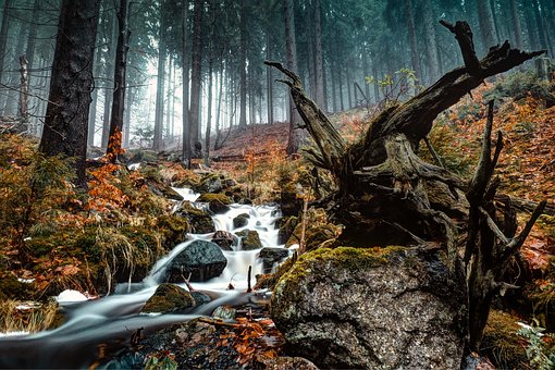 Tschechien, Tschechisch, Wald, Herbst