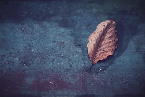 Blatt, Kunst, Blau, Trocken, Textur
