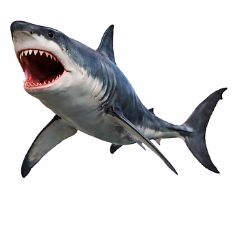 Free Shark Ocean illustration and picture