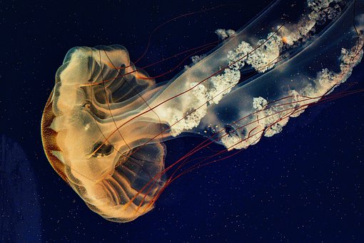 Qualle, Aquarium, Chrysaora, Tier, Natur