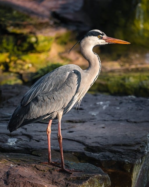 Free Grey Heron Nature photo and picture