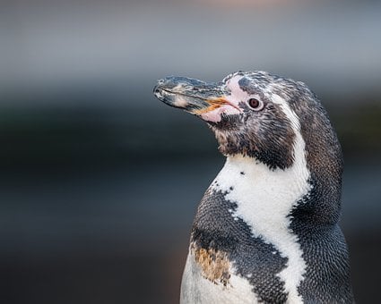 Free Humboldt Penguin Penguin photo and picture