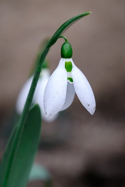 Free Nature Snowdrop photo and picture