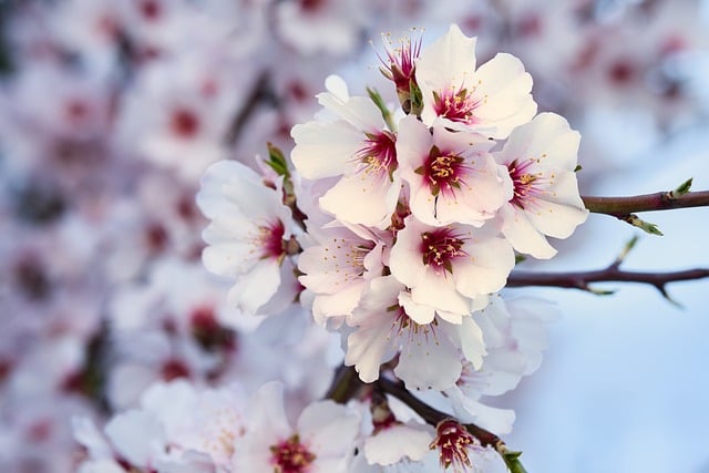 Blomster, Mandeltræ, Forår, Blomstring