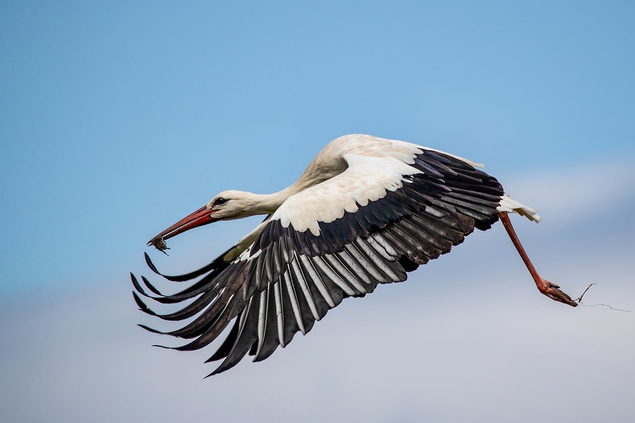 Stork - free online jigsaw puzzle photo