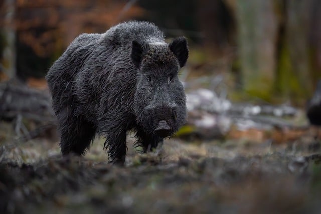 Free Wild Boar Wild Animal photo and picture