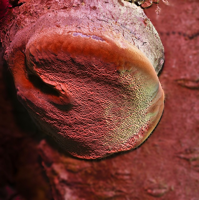 Fungo, Fotografia Macro, Superfície