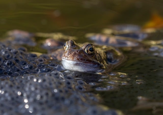 Download free HD stock image of Frogs Amphibian Free Frogs Amphibian photo and picture