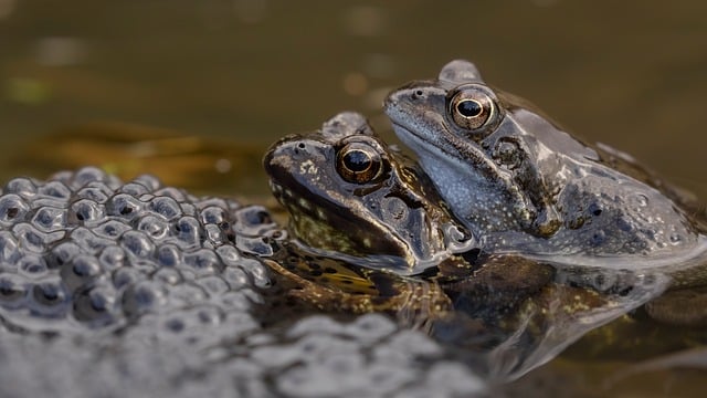 Free Frogs Amphibian photo and picture