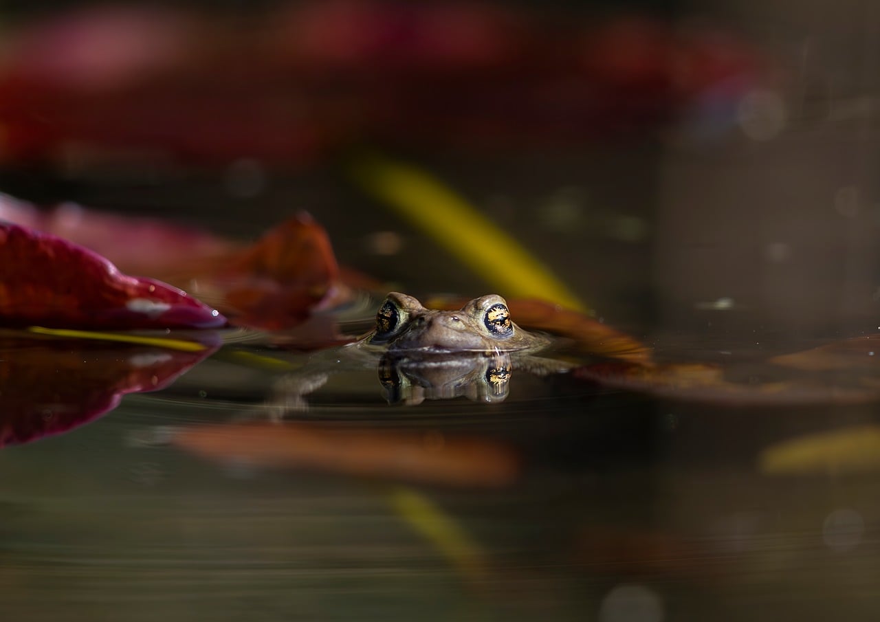 Frogs - free online jigsaw puzzle photo
