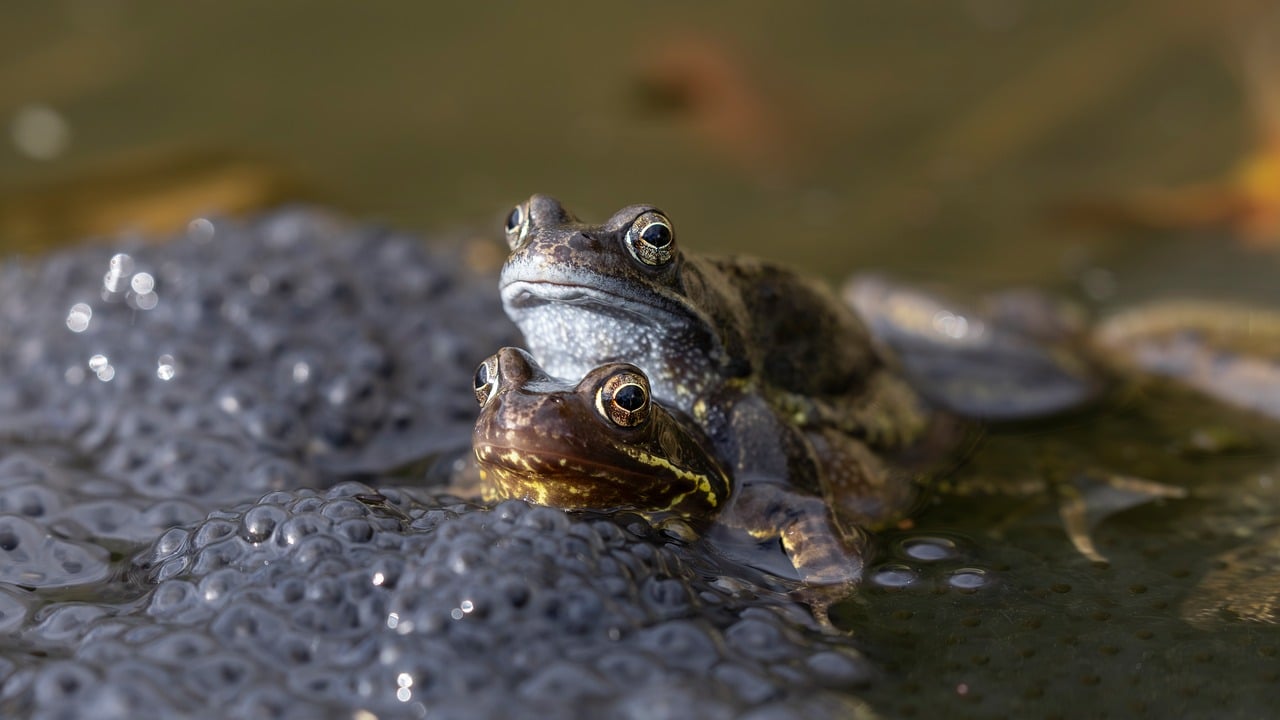 Frogs - free online jigsaw puzzle photo
