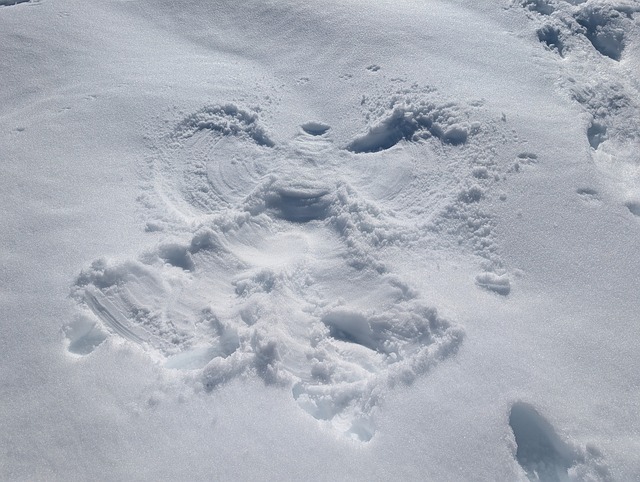 Free Winter Snow photo and picture