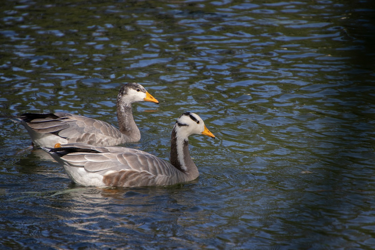 Geese Barhead Animals - Free photo on Pixabay