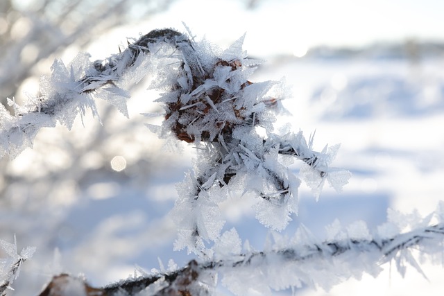 Free Winter Snow photo and picture