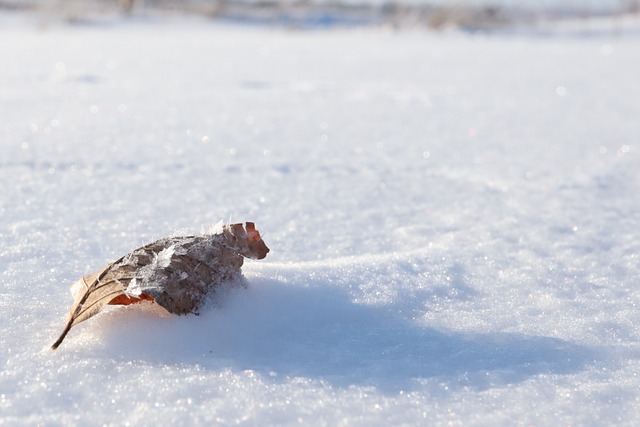 Free Leaf Snow photo and picture