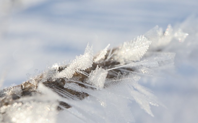Free Snow Winter photo and picture