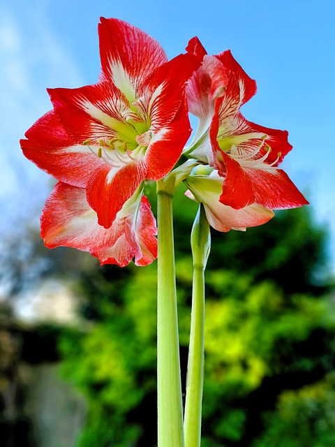 Free Amaryllis Minerva photo and picture
