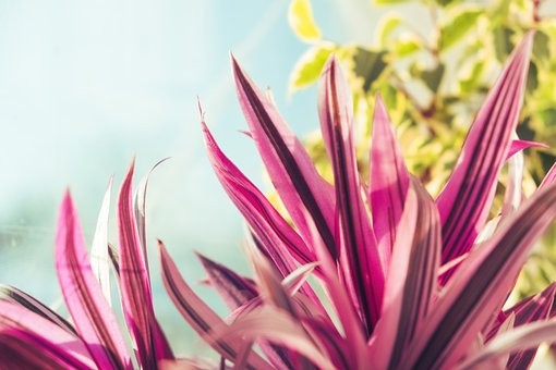 Free Flowerpot Beautiful photo and picture