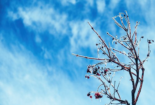 Free Branch Berries photo and picture