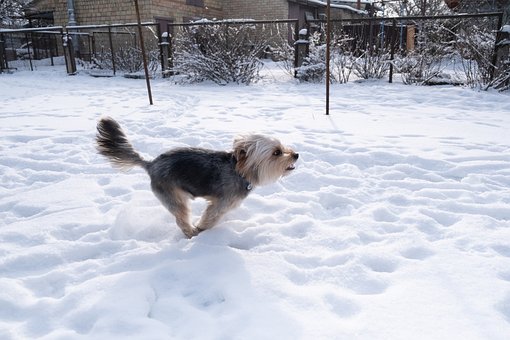 Free Dog Funny photo and picture