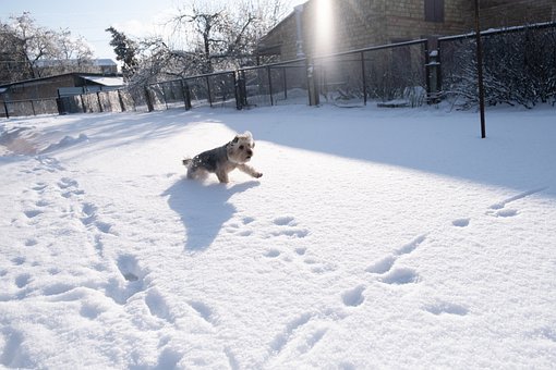 Free Dog Funny photo and picture