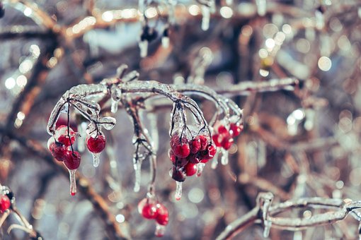 Free Twigs Berries photo and picture