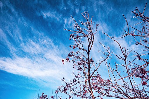 Free Branch Berries photo and picture