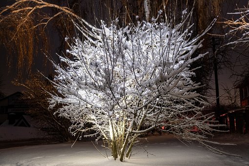 Free Tree Light photo and picture