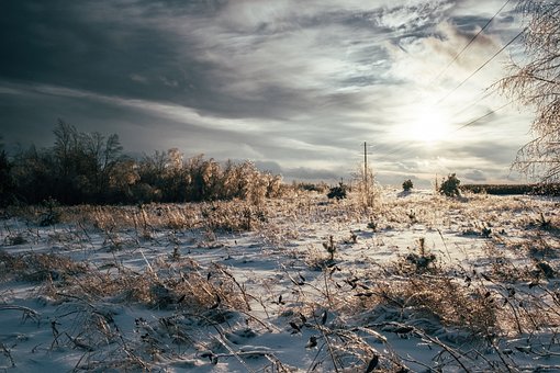 Free Winter Landscape Fir Trees photo and picture