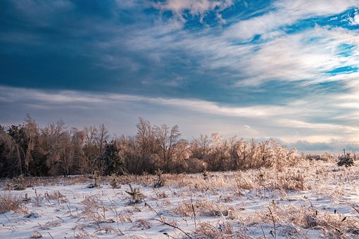 Free Winter Landscape Fir Trees photo and picture