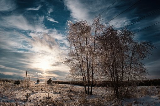 Free Winter Landscape Fir Trees photo and picture