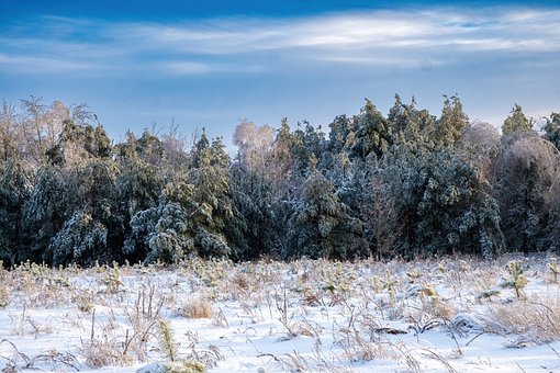 Free Winter Landscape Fir Trees photo and picture