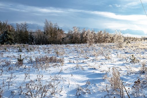 Free Winter Landscape Fir Trees photo and picture