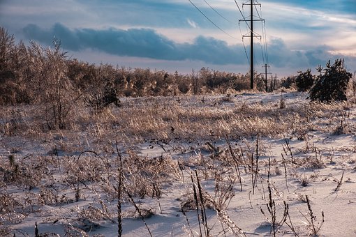 Free Winter Landscape Fir Trees photo and picture
