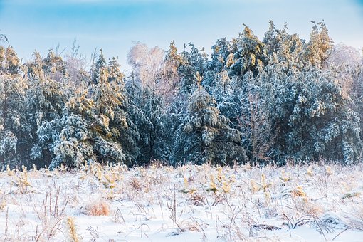Free Winter Landscape Fir Trees photo and picture
