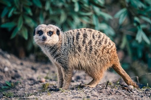 Free Meerkat Mammal photo and picture