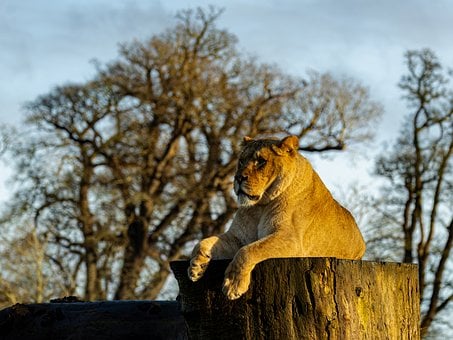 Leona, León, Naturaleza, Safari