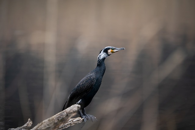Free Cormorant Bird photo and picture