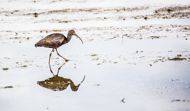 Ibis Bird Fauna - Free photo on Pixabay