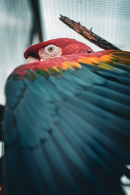 Free Macaw Parrot photo and picture