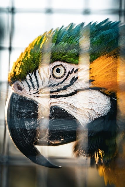 Free Macaw Bird photo and picture