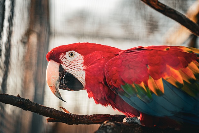 Free Parrot Macaw photo and picture