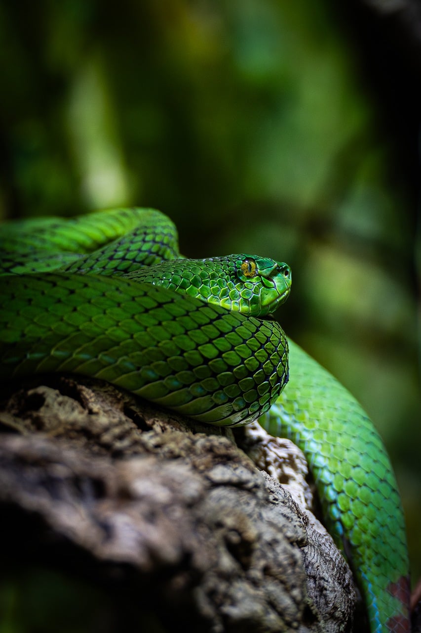 Sitemapcdatahttpwwwinfbizidrepulsif Serpent Gamm Vert
